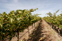 vineyards